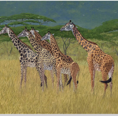 Giraffes – African Giraffe Fine Art Prints