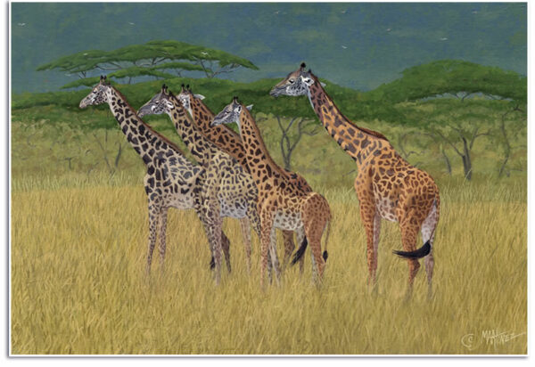 Giraffes – African Giraffe Fine Art Prints