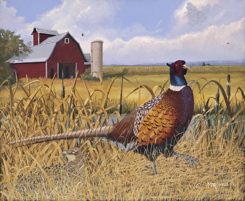Pheasant - Nick Martinez Art